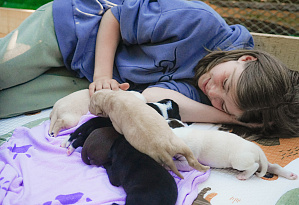 Puppies have been born in our sled dog kennel!